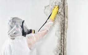 Trusted Aberdeen, MD Mold Remediation Experts